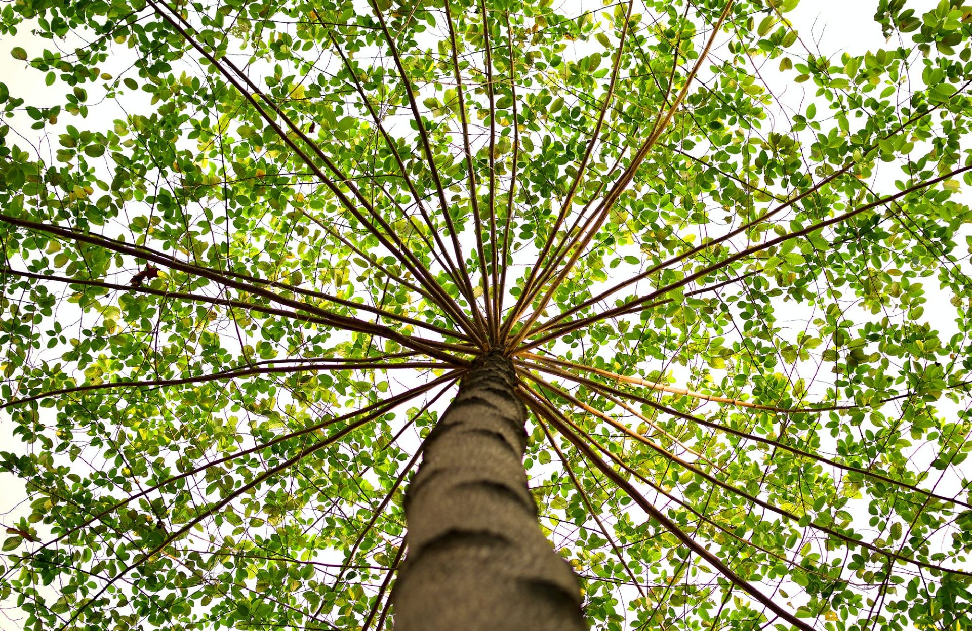 Bottom View of Green Leaved Tree during Daytime
